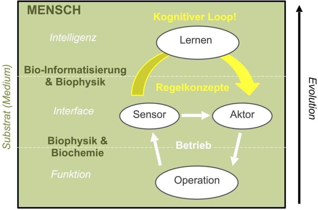Der kognitive Loop beim Menschen (Bio-Informatisierung)